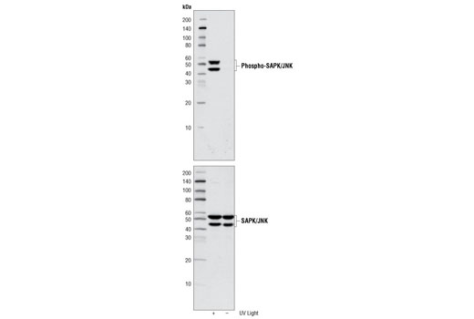  Image 6: PhosphoPlus® SAPK/JNK (Thr183/Tyr185) Antibody Kit