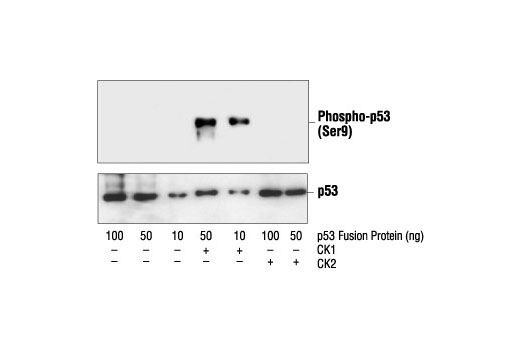Western Blotting Image 2: Phospho-p53 (Ser9) Antibody