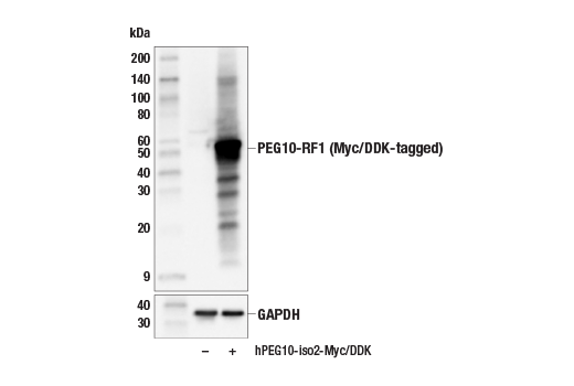 Western Blotting Image 2: PEG10-RF1 Antibody