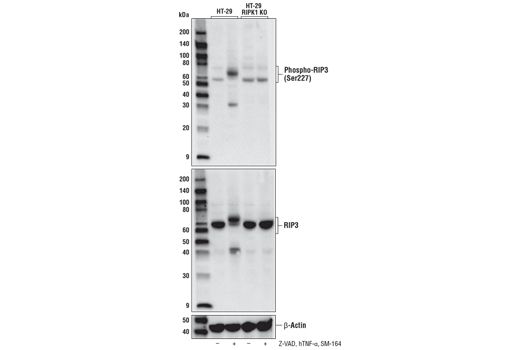  Image 5: PhosphoPlus® RIP3 (Ser227) Antibody Duet