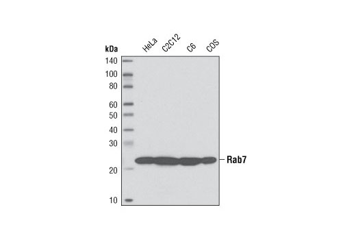  Image 14: Endosomal Marker Antibody Sampler Kit
