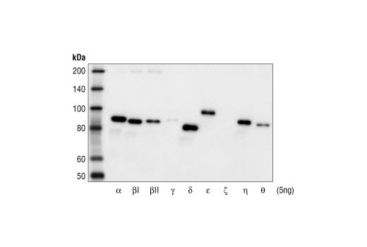 Image 16: Phospho-PKC Antibody Sampler Kit
