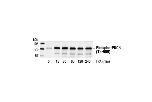 Western Blotting Image 1: Phospho-PKCδ (Thr505) Antibody