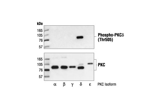 Western Blotting Image 2: Phospho-PKCδ (Thr505) Antibody