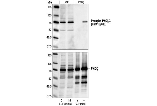Western Blotting Image 1: Phospho-PKCζ/λ (Thr410/403) Antibody