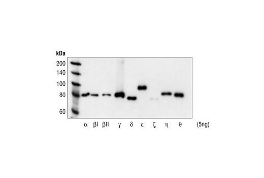 Western Blotting Image 2: Phospho-PKC (pan) (gamma Thr514) Antibody