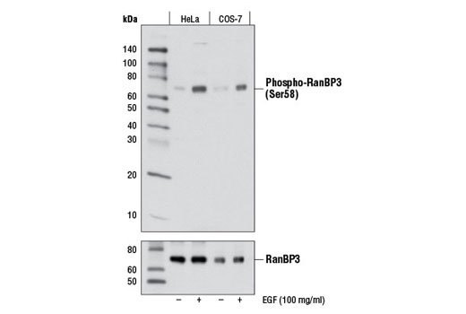 Western Blotting Image 1: Phospho-RanBP3 (Ser58) Antibody