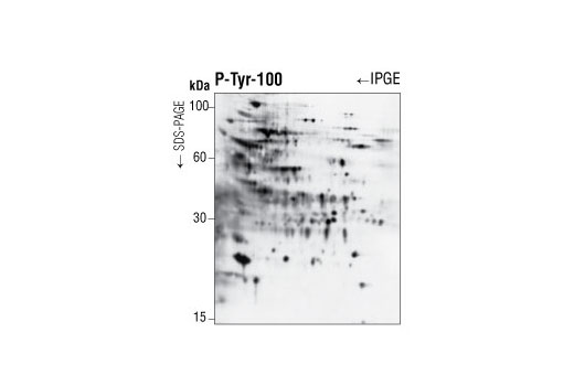 Western Blotting Image 1: Phospho-Tyrosine Mouse mAb (P-Tyr-100)