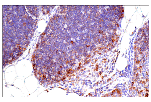 Immunohistochemistry Image 7: CD7 (LP15) Mouse mAb
