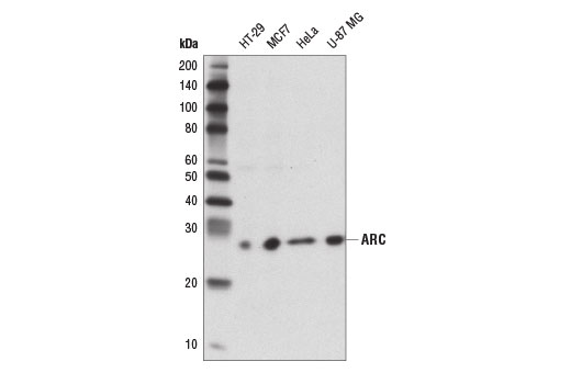 Western Blotting Image 1: ARC Antibody