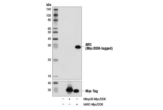 Western Blotting Image 2: ARC Antibody