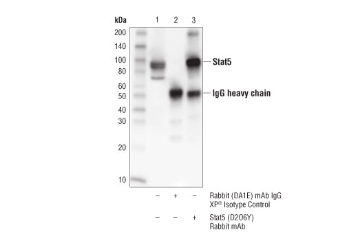  Image 29: Stat Antibody Sampler Kit II