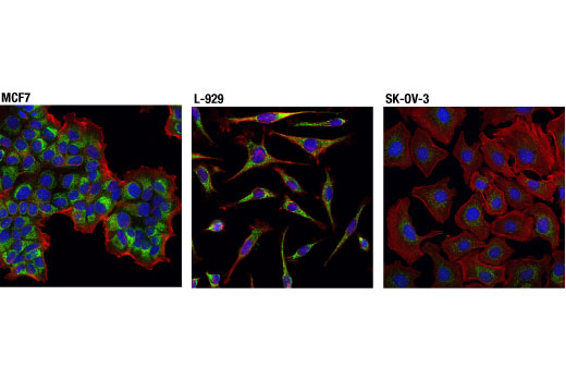 Immunofluorescence Image 1: Mcl-1 (D2W9E) Rabbit mAb (BSA and Azide Free)