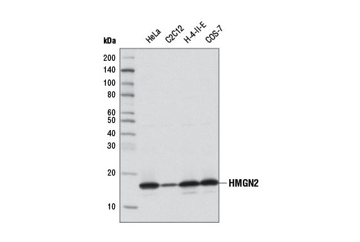  Image 6: High Mobility Group (HMG) Proteins Antibody Sampler Kit