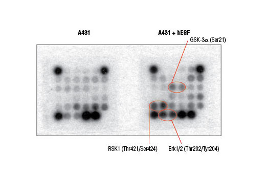  Image 3: PathScan® Akt Signaling Antibody Array Kit (Chemiluminescent Readout)