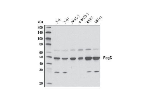  Image 12: mTOR Regulation Antibody Sampler Kit