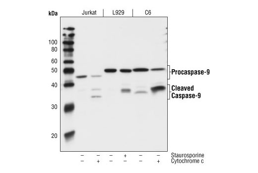  Image 16: Apoptosis Antibody Sampler Kit II