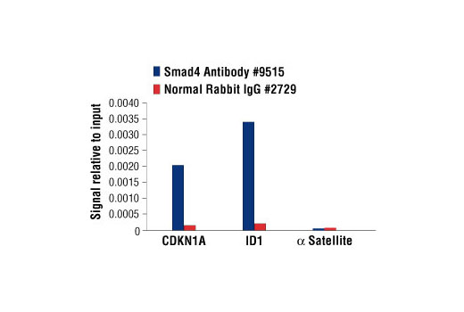 Chromatin Immunoprecipitation Image 1: Smad4 Antibody