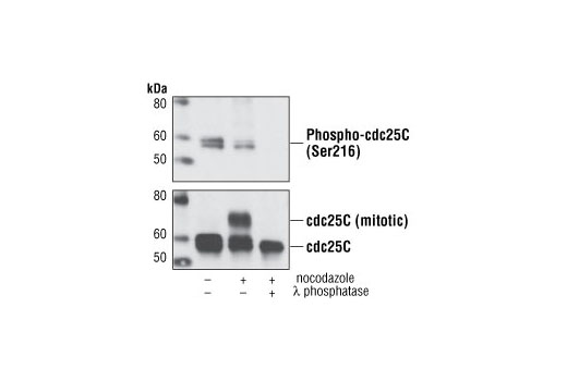 Western Blotting Image 3: Phospho-cdc25C (Ser216) Antibody