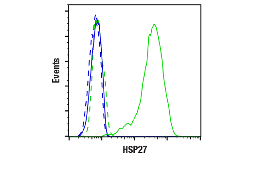  Image 9: PhosphoPlus® HSP27 (Ser82) Antibody Duet
