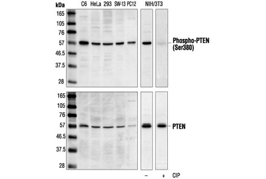 Western Blotting Image 1: Phospho-PTEN (Ser380) Antibody