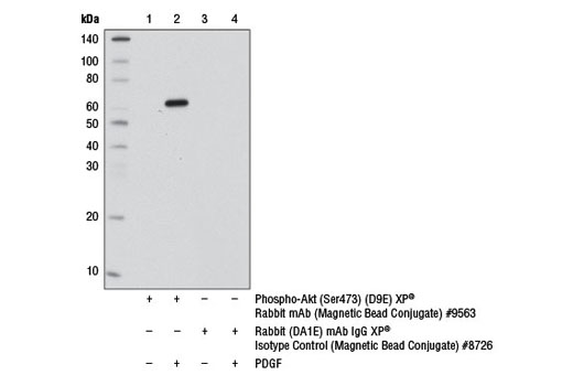 Immunoprecipitation Image 1: Phospho-Akt (Ser473) (D9E) XP® Rabbit mAb (Magnetic Bead Conjugate)