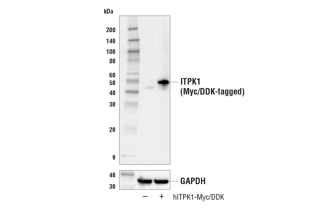Western Blotting Image 2: ITPK1 Antibody