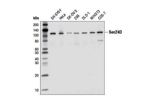 Western Blotting Image 1: Sec24D Antibody