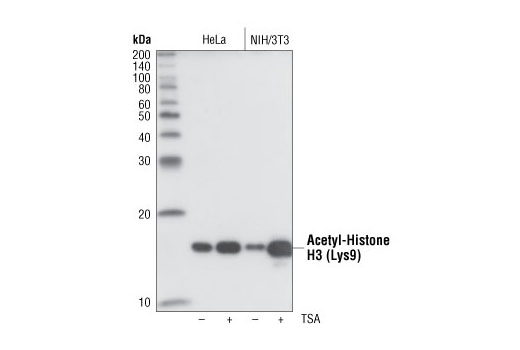 Western Blotting Image 1: Acetyl-Histone H3 (Lys9) (C5B11) Rabbit mAb