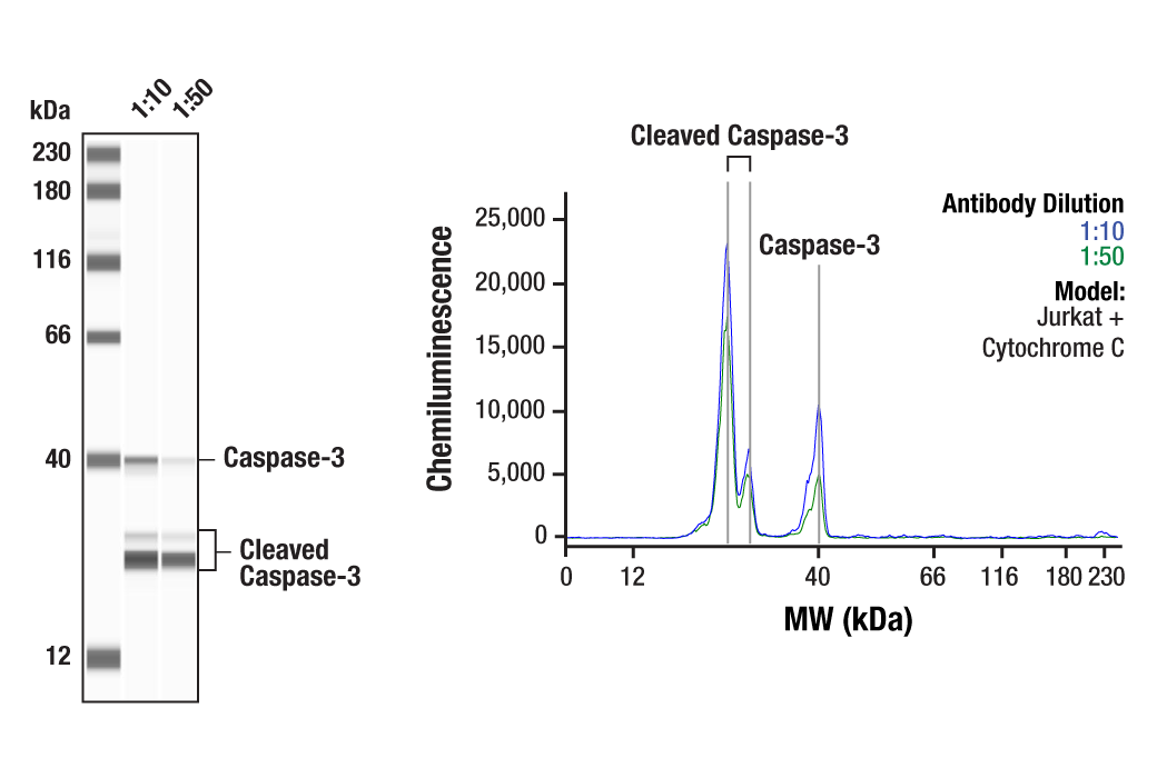  Image 1: Apoptosis Marker: Cleaved Caspase-3 (Asp175) Western Detection Kit