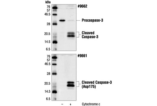  Image 6: Apoptosis Marker: Cleaved Caspase-3 (Asp175) Western Detection Kit