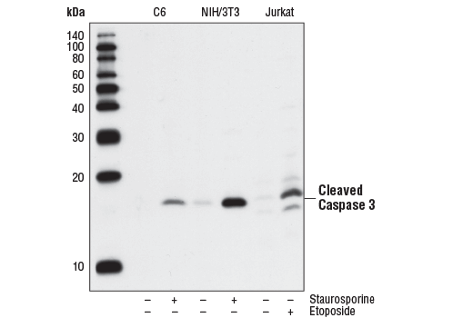  Image 7: Apoptosis Marker: Cleaved Caspase-3 (Asp175) Western Detection Kit