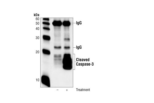  Image 6: PhosphoPlus® Caspase-3 (Cleaved, Asp175) Antibody Duet