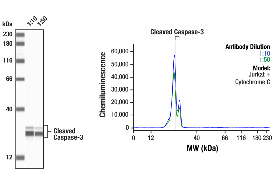  Image 2: Apoptosis Marker: Cleaved Caspase-3 (Asp175) Western Detection Kit