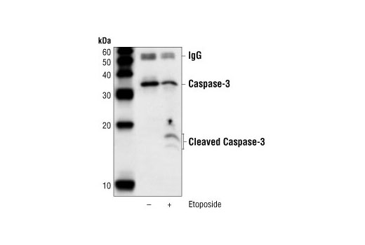 Immunoprecipitation Image 1: Caspase-3 (8G10) Rabbit mAb