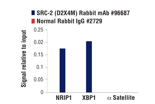 Chromatin Immunoprecipitation Image 3: SRC-2 (D2X4M) Rabbit mAb