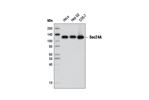 Western Blotting Image 1: Sec24A Antibody