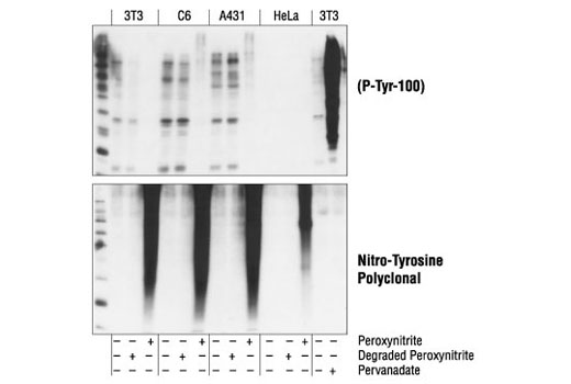 Western Blotting Image 1: Nitro-Tyrosine Antibody