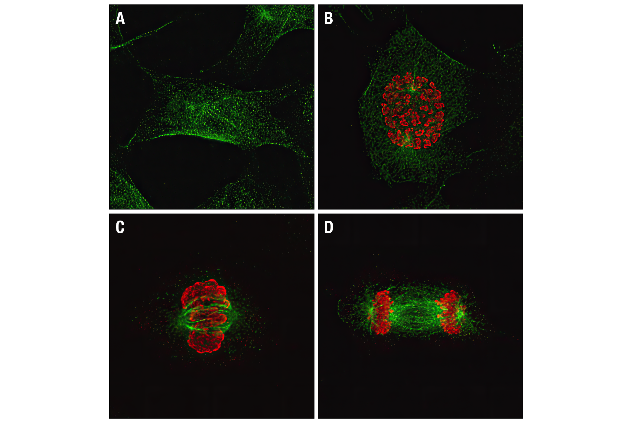 Immunofluorescence Image 2: Phospho-Histone H3 (Ser10) (6G3) Mouse mAb