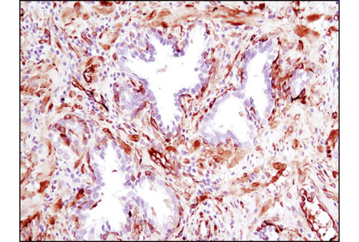 Immunohistochemistry Image 2: Phospho-HSP27 (Ser82) (D1H2F6) XP® Rabbit mAb (BSA and Azide Free)