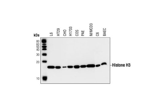 Western Blotting Image 1: Histone H3 (3H1) Rabbit mAb