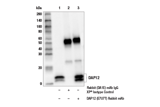 Immunoprecipitation Image 1: DAP12 (E7U7T) Rabbit mAb