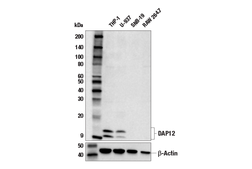  Image 15: Human TREM2 Activity Antibody Sampler Kit