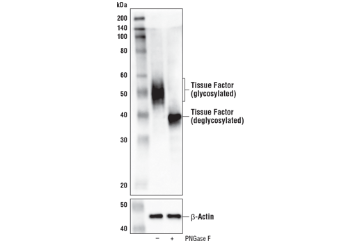 Western Blotting Image 3: Tissue Factor/CD142 (E9M6T) XP® Rabbit mAb