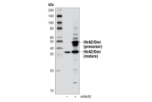  Image 14: Apoptotic Release Antibody Sampler Kit