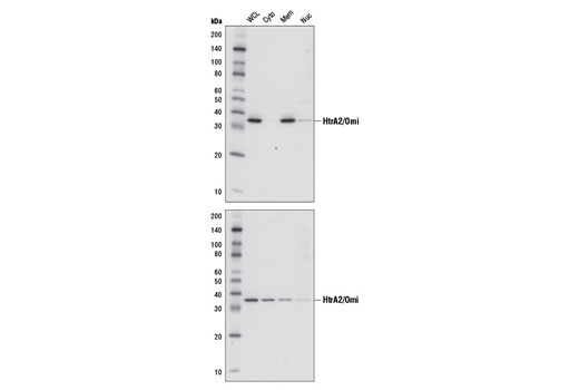  Image 20: Apoptotic Release Antibody Sampler Kit