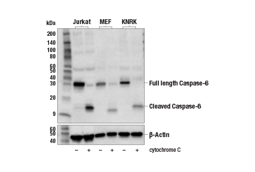  Image 11: Effector Caspases and Substrates Antibody Sampler Kit