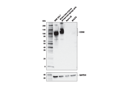  Image 14: Mouse Microglia Marker IF Antibody Sampler Kit