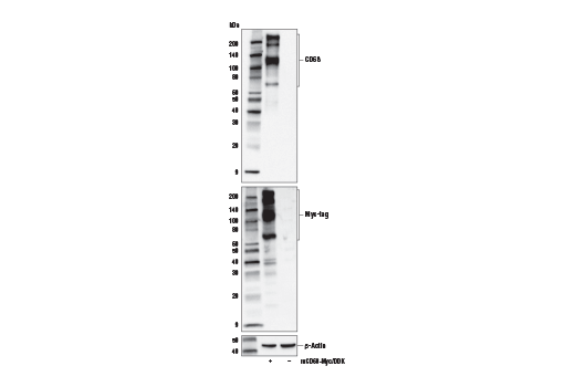  Image 23: Mouse Microglia Marker IF Antibody Sampler Kit