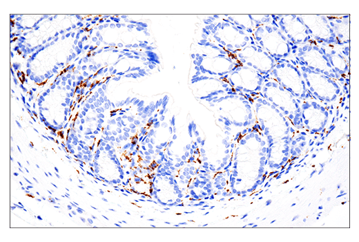  Image 34: Mouse Microglia Marker IF Antibody Sampler Kit